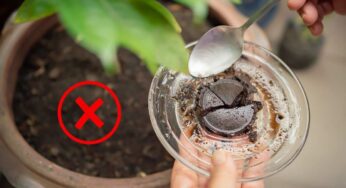 Ho smesso di usare i fondi di caffè per fertilizzare le piante: ora uso questo metodo e sono sempre verdi